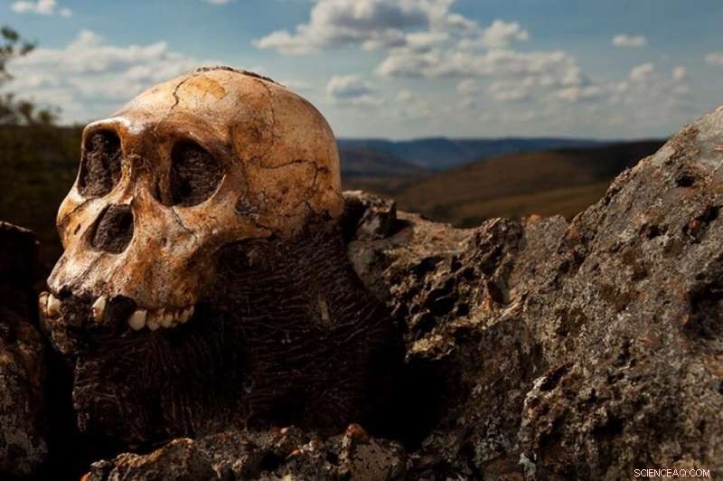 New Study Reveals Dual-Hand Use in Early Hominins, Mirroring Modern Human Behavior