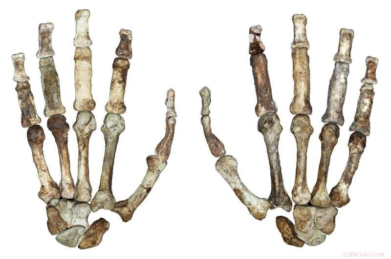 New Study Reveals Dual-Hand Use in Early Hominins, Mirroring Modern Human Behavior