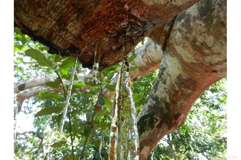 Madagascar Copals Revealed: Modern Resin, Not Ancient Fossil