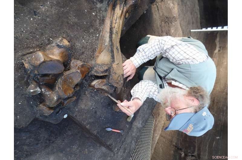 Nearly Complete 300,000-Year-Old Elephant Skeleton Discovered in Schöningen