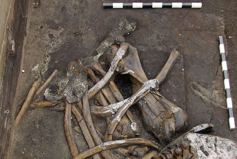 Nearly Complete 300,000-Year-Old Elephant Skeleton Discovered in Schöningen
