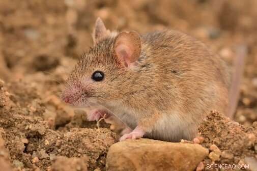 Study Reveals House Mouse Entered Europe 2,500 Years Earlier; Cat Followed Soon After