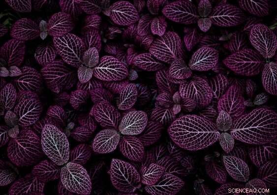 Discover 5 Stunning Mathematical Phenomena That Reveal Nature s Secrets