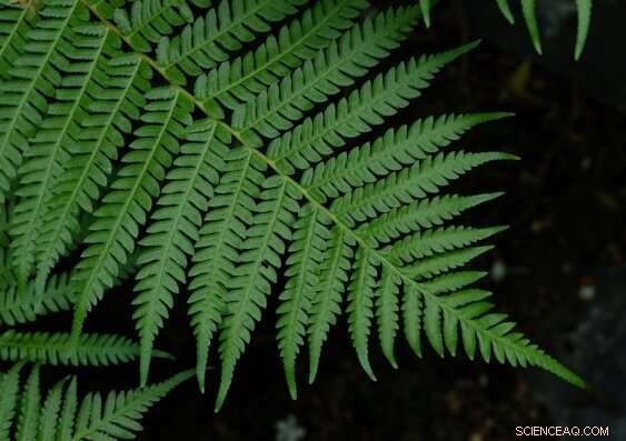 Discover 5 Stunning Mathematical Phenomena That Reveal Nature s Secrets