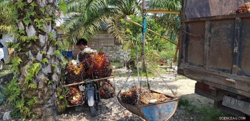 Balancing Sustainability: How Palm Oil Production Can Protect the Environment and Reduce Poverty