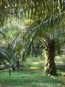 Balancing Sustainability: How Palm Oil Production Can Protect the Environment and Reduce Poverty