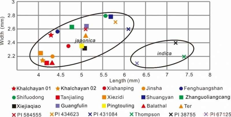 Central Asia s First Ancient Cultivated Rice Unearthed – A Breakthrough in Rice History