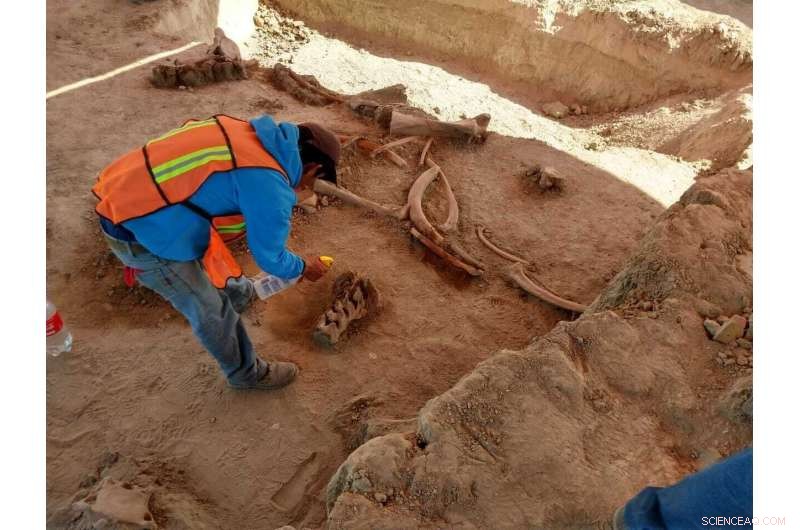 Archaeologists Discover 60 Mammoth Bones Near Mexico City’s Santa Lucia Airbase