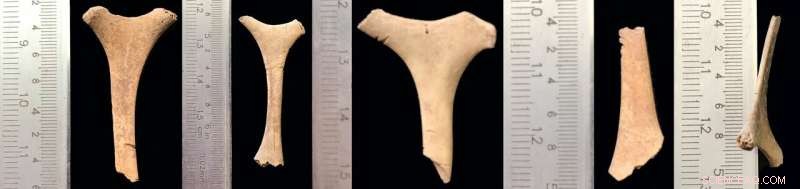 Ancient African Muslim Diet Uncovered: Thousands of Animal Bones Reveal Cosmopolitan Halal Practices