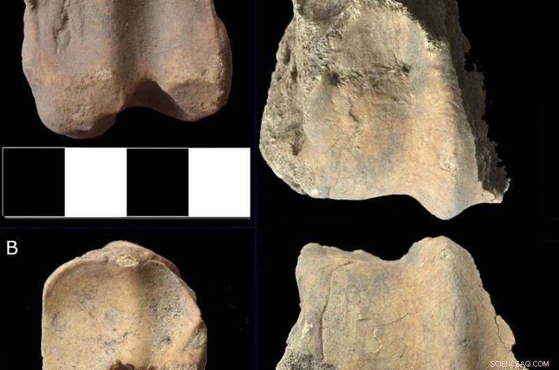 Ancient African Muslim Diet Uncovered: Thousands of Animal Bones Reveal Cosmopolitan Halal Practices