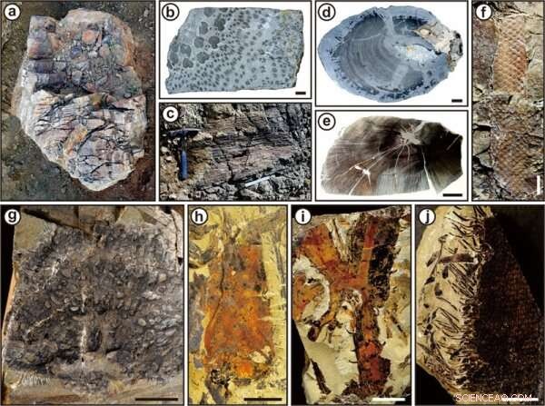 Scientists Pinpoint Age of Ancient Forest in West Junggar, China