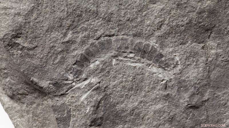 Scotland’s 425‑Million‑Year‑Old Fossil Sets Record as Earth’s Oldest Bug