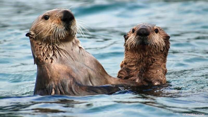 Archaeological Study Reveals Indigenous Use of Sea Otters, Guiding Alaska s Reintroduction Efforts