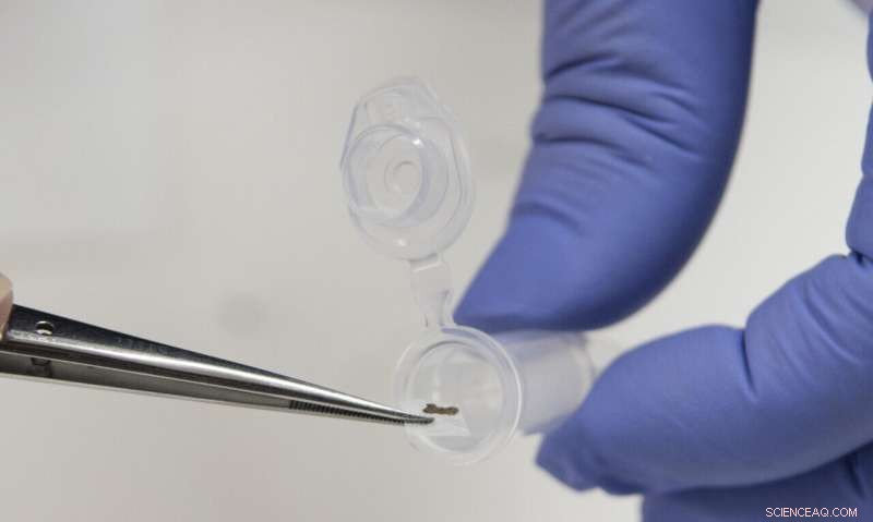 Uncovering the Dead Sea Scrolls: How DNA Analysis Helps Reassemble Ancient Texts