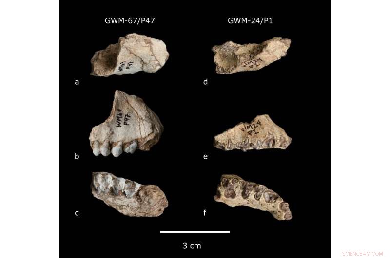 New Extinct Primate Species Discovered at Ethiopia s Gona Site