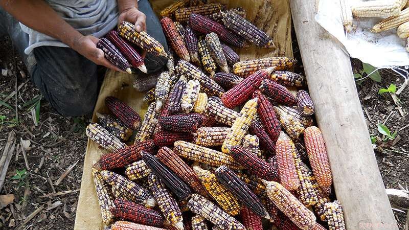 Researchers Confirm First Cultivation of Maize in Ancient Maya Lowlands