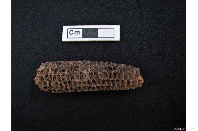 Researchers Confirm First Cultivation of Maize in Ancient Maya Lowlands