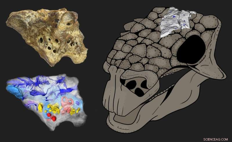 Scientists Produce First Detailed 3‑D Virtual Model of Ankylosaur Brain and Blood Vessels