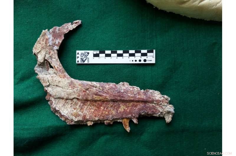 New Small Carnivorous Dinosaur Unearthed by Argentine Paleontologists