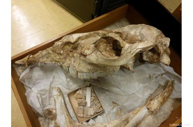 Extinct Camelids Unveil Secrets of North America s Ancient Savannas