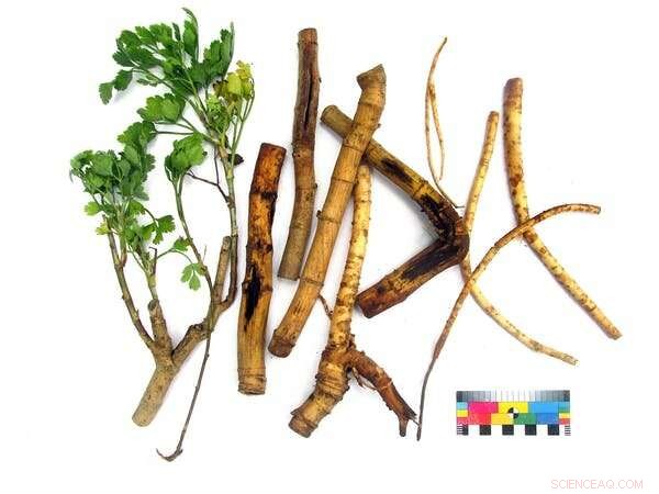 Uncovering the Ancient Origins of Alcohol: Evidence of African Roots