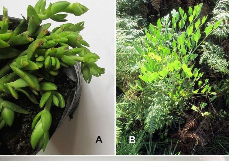 Uncovering the Ancient Origins of Alcohol: Evidence of African Roots