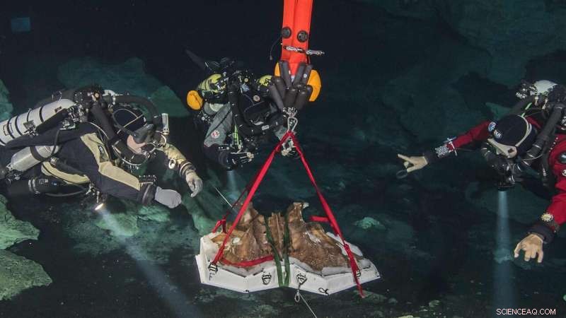 Cave Divers Unearth Ice Age Giant Ground Sloth Remains in Hoyo Negro