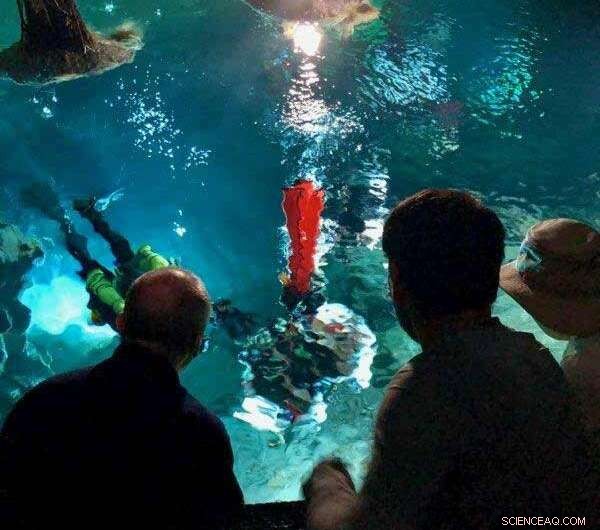 Cave Divers Unearth Ice Age Giant Ground Sloth Remains in Hoyo Negro