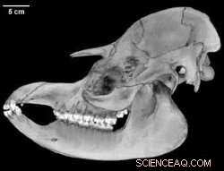 Unexpected Tapir Fossil Reveals Diet Secrets of Early Hominins