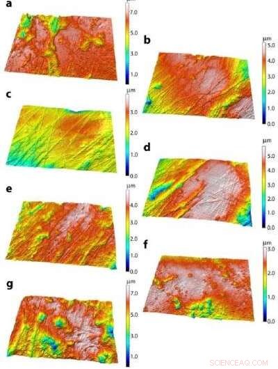 Unexpected Tapir Fossil Reveals Diet Secrets of Early Hominins