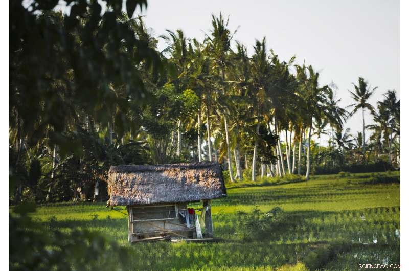 Cash Transfers to the Poor Reduce Deforestation: Indonesia s Anti-Poverty Program Cuts Forest Loss by 30%