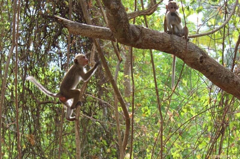 48,000-Year-Old Arrowheads Shed Light on Early Human Innovation in Sri Lanka’s Rainforest