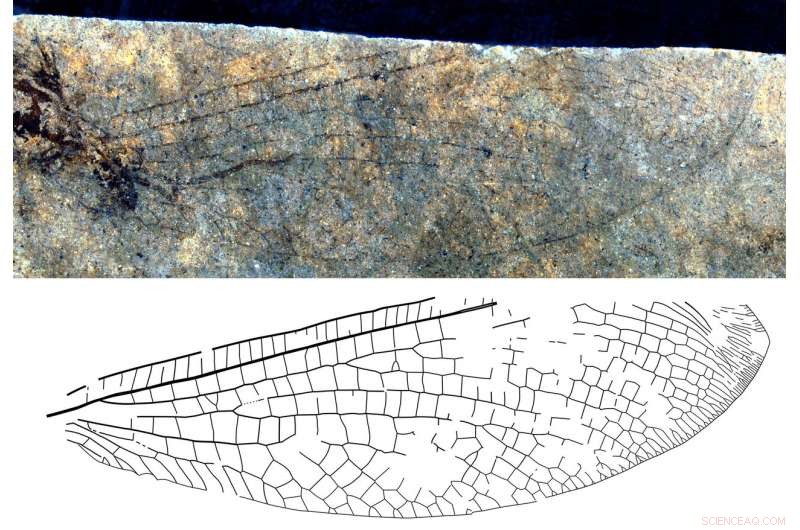 50-Million-Year-Old Fossil Links Canada and Australia, Illuminating Ancient Climate and Continental Drift