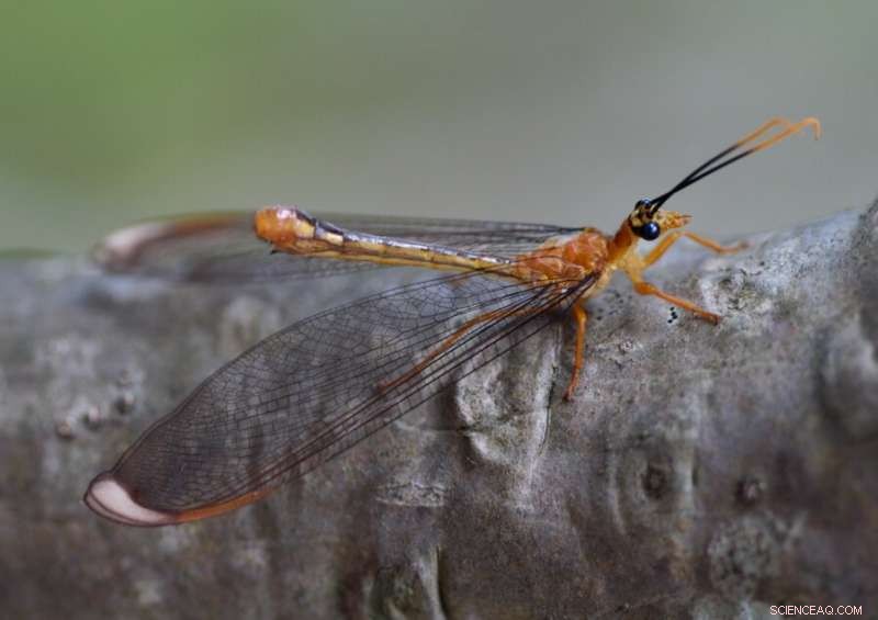 50-Million-Year-Old Fossil Links Canada and Australia, Illuminating Ancient Climate and Continental Drift