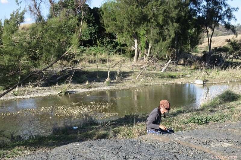 Australian Fossil Reveals New Fern‑Like Plant Species
