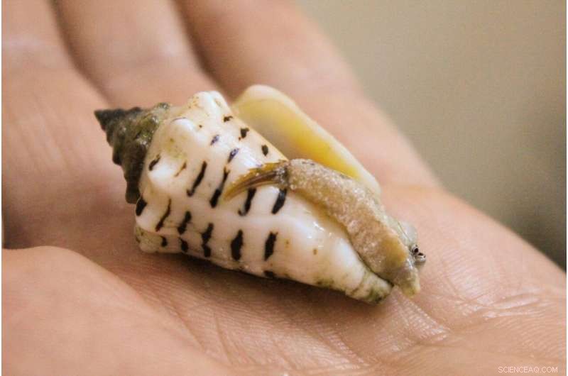 Seafood Key to Prehistoric Migration Out of Africa, New Study Finds