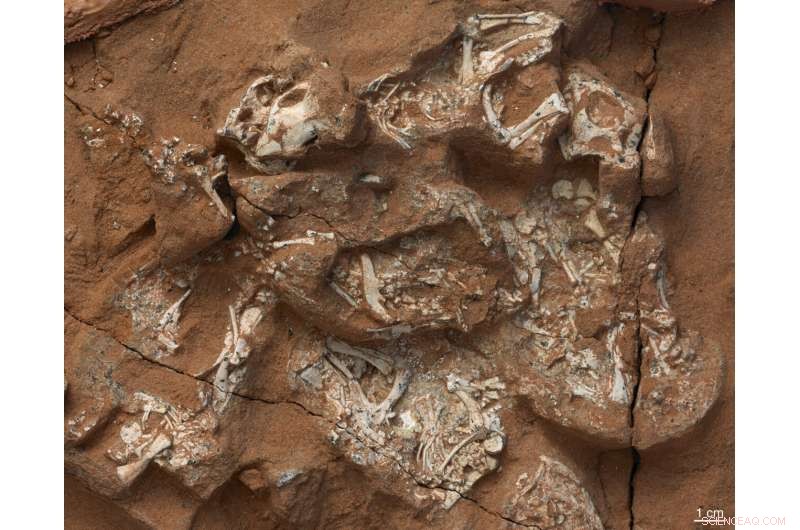 Hard Eggshells Evolved Multiple Times in Dinosaurs, New Study Reveals
