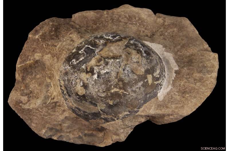 Hard Eggshells Evolved Multiple Times in Dinosaurs, New Study Reveals
