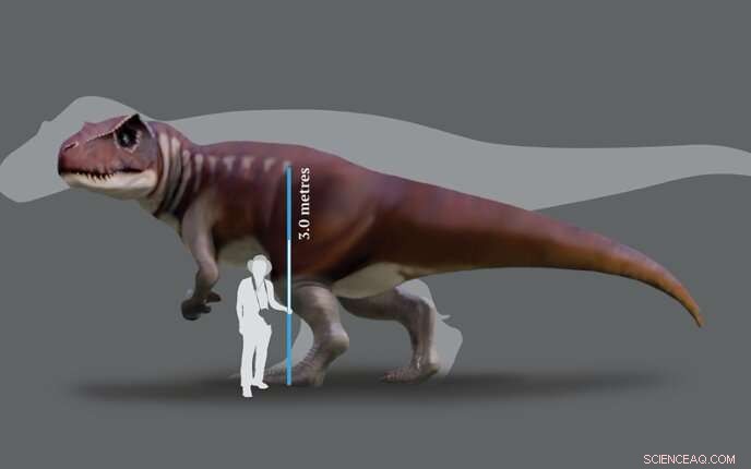 New Study Reveals Australia Once Hosted Massive Predatory Dinosaurs, Proven by Footprint Evidence