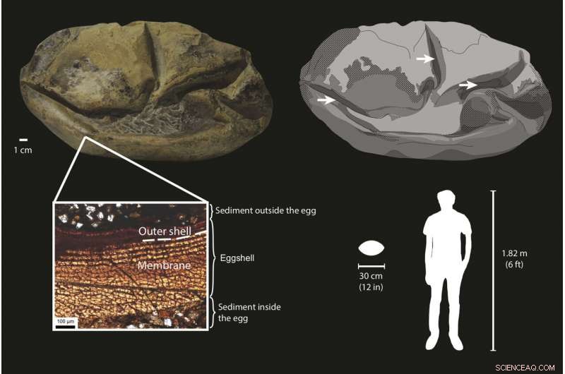 First Giant Mosasaur Egg Found in Antarctica Suggests Extinct Sea Lizard