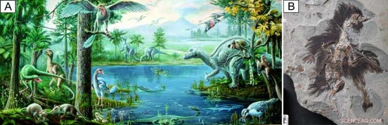 New Age Limits Clarify Timing of Jehol Biota’s Feathered Fauna