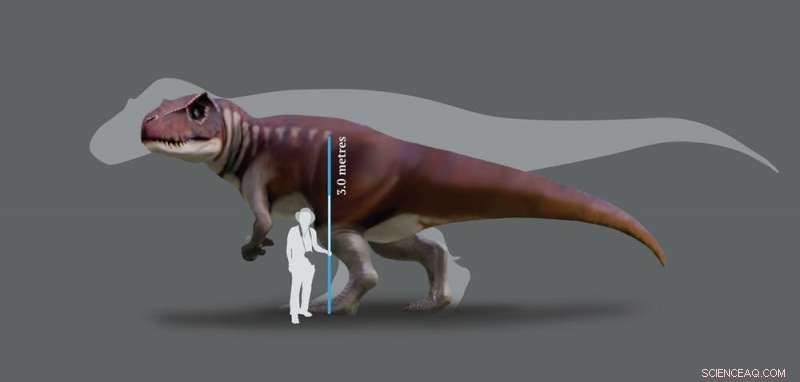 New Fossil Finds Reveal 160-Million-Year-Old Australian Predators Rivaling T. rex