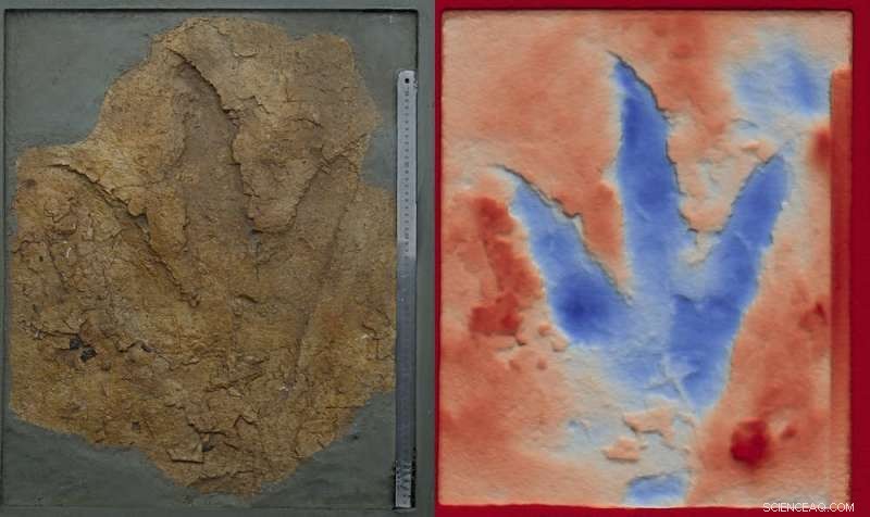 New Fossil Finds Reveal 160-Million-Year-Old Australian Predators Rivaling T. rex