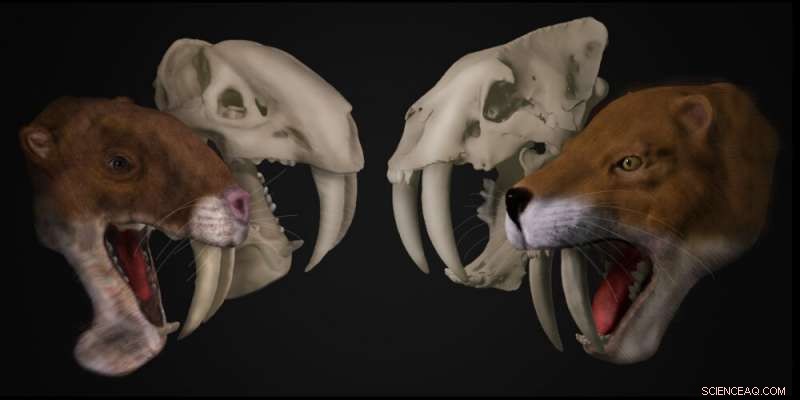 New Study Confirms South American Thylacosmilus atrox Was Not a Cat but a Distinct Saber-Tooth Marsupial