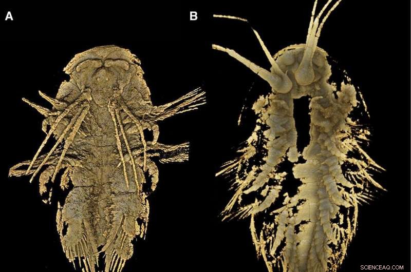MicroCT Unveils Precise Head Anatomy of Cambrian Arthropod Leanchoilia illecebrosa