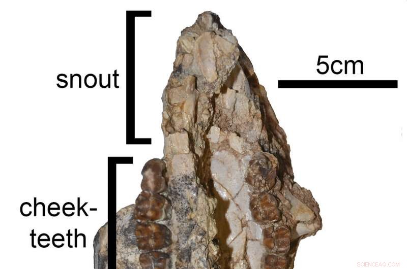 Ancient Wombat Relative Illuminates Burrowing Evolution