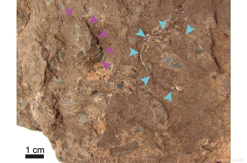 Tiny Japanese Dinosaur Eggs Shed Light on Cretaceous Ecosystem Dynamics