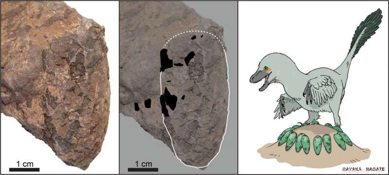 Tiny Japanese Dinosaur Eggs Shed Light on Cretaceous Ecosystem Dynamics
