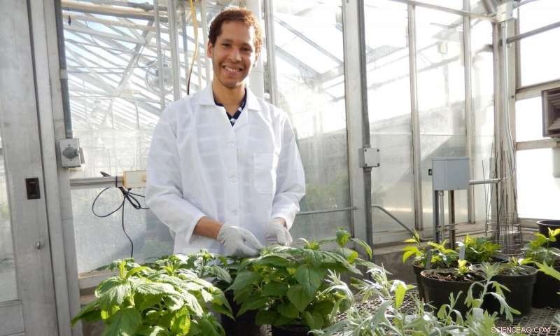 Ancient Pipe Reveals First Use of Non‑Tobacco Plant