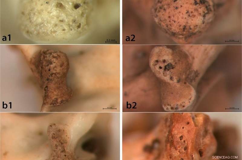 Archaeological Evidence Shows Natufian People Consumed Snakes and Lizards 15,000 Years Ago